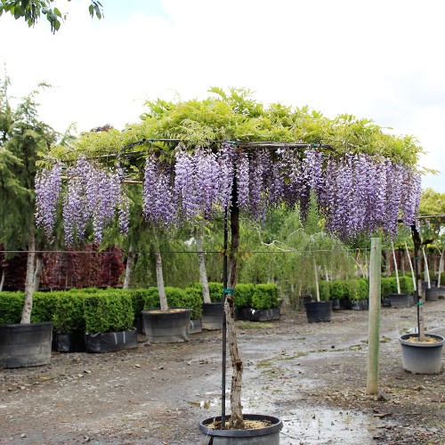 CODES)How To Get The Umbrella In Wisteria